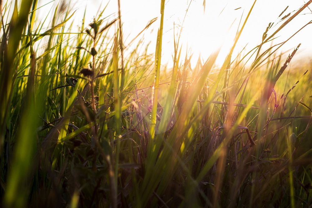 Free grass at sunset image, public domain plant CC0 photo.