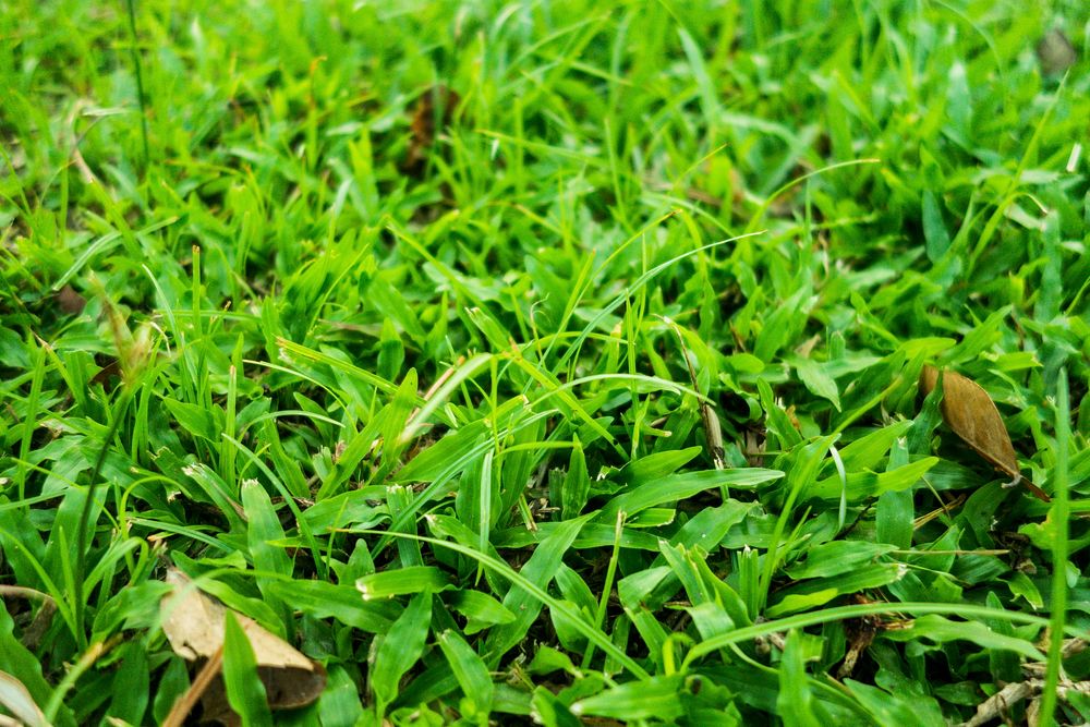 Free grass background image, public domain spring CC0 photo.
