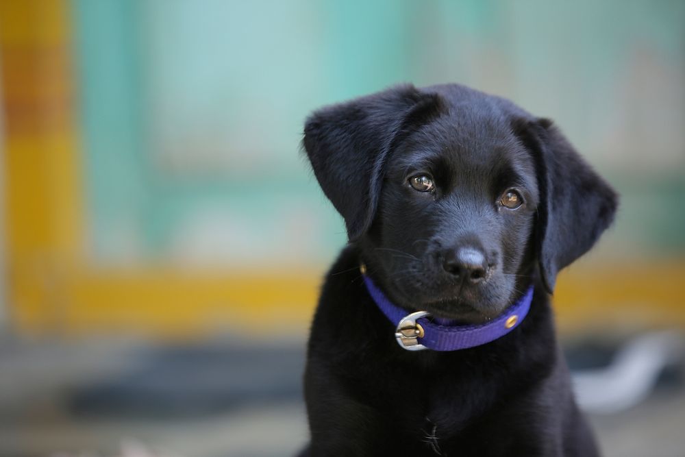 Free black labrador retriever puppy | Free Photo - rawpixel