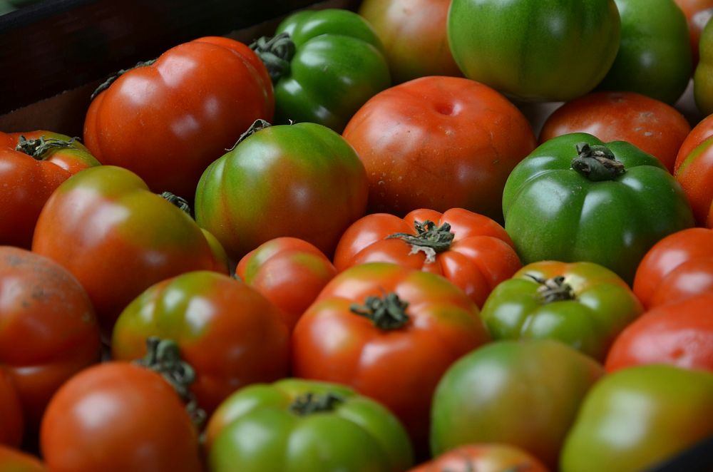 Free image of a big pile of unripe tomatoes, public domain CC0 photo.