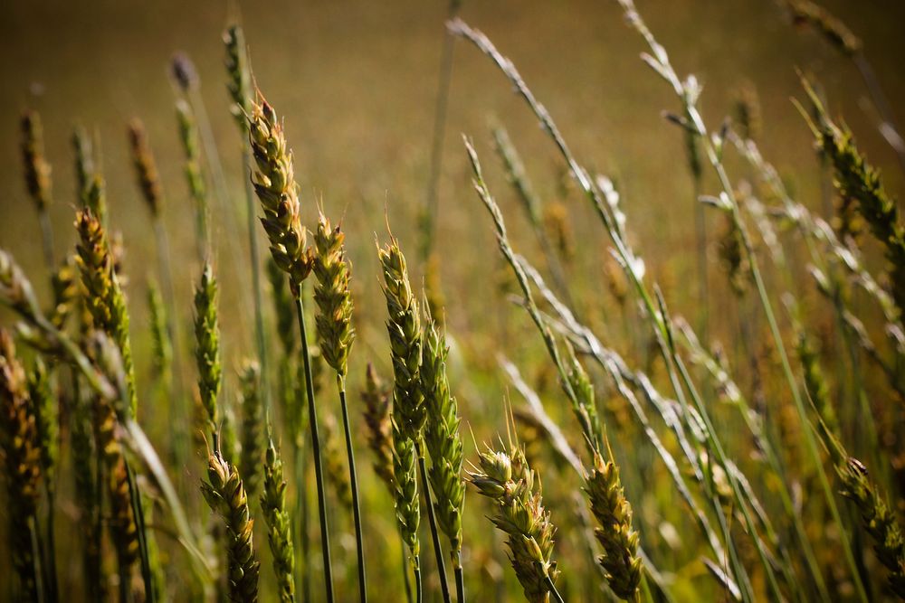Free barley crops image, public domain food CC0 photo.