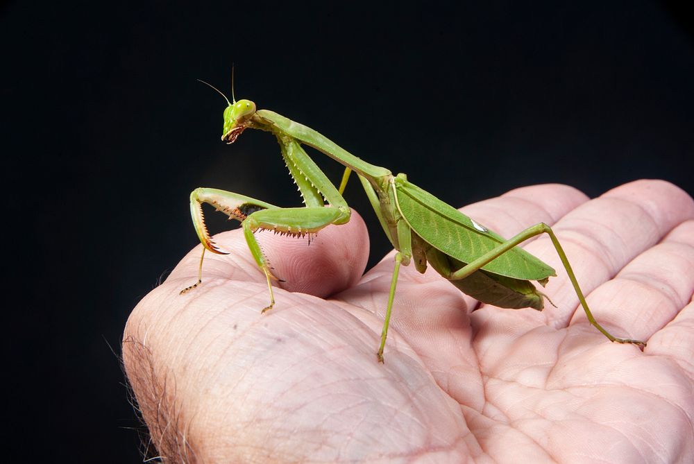 Free close up Mantis on hand image, public domain animal CC0 photo.