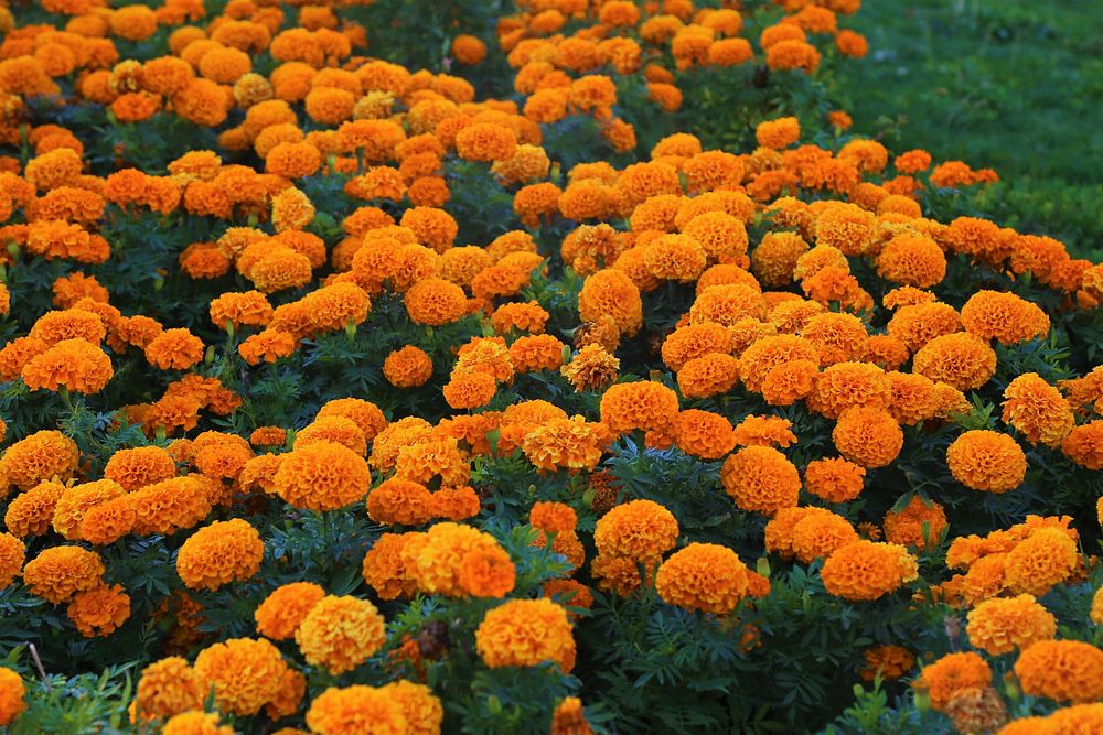 Free marigold background image, public domain flower CC0 photo.