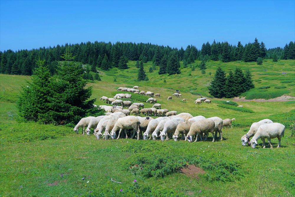 Free herd of sheep image, public domain animal CC0 photo.