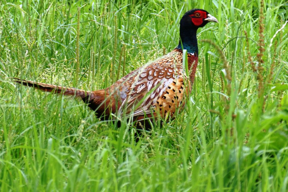 Free ring necked pheasant in green grass portrait photo, public domain animal CC0 image.