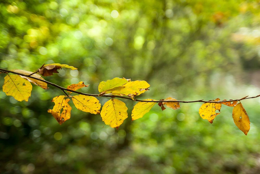 Free tree branch leaves closeup photo, public domain nature CC0 image.