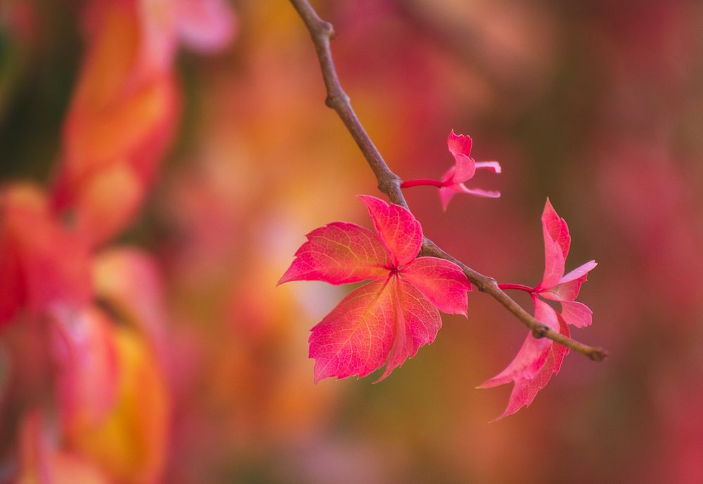 Free autumn leaf image, public domain nature CC0 photo.