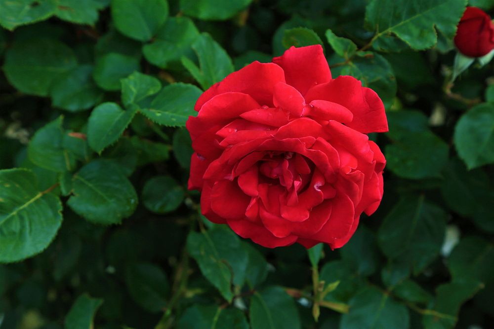 Free red rose background image, public domain flower CC0 photo.