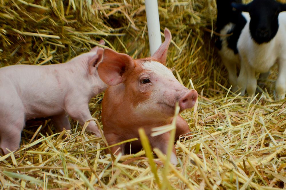 Free young pigs on hay image, public domain animal CC0 photo.