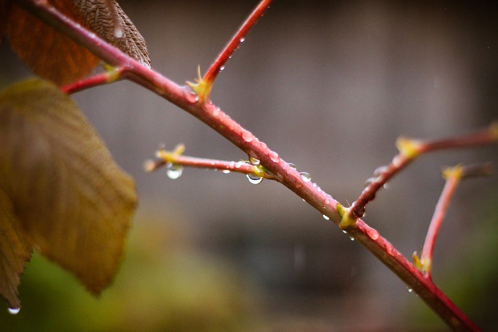 Free tree branch leaves closeup photo, public domain nature CC0 image.