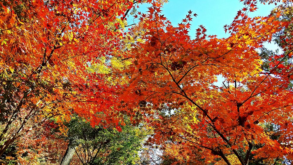 Free autumn tree photo, public domain nature CC0 image.
