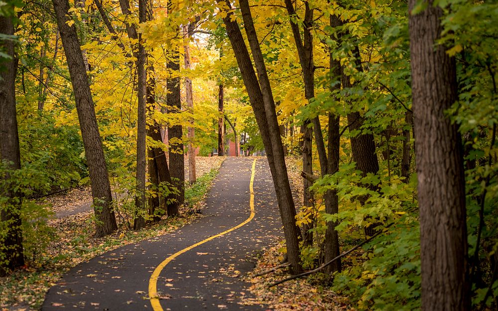 Free path between trees image, public domain nature CC0 photo.