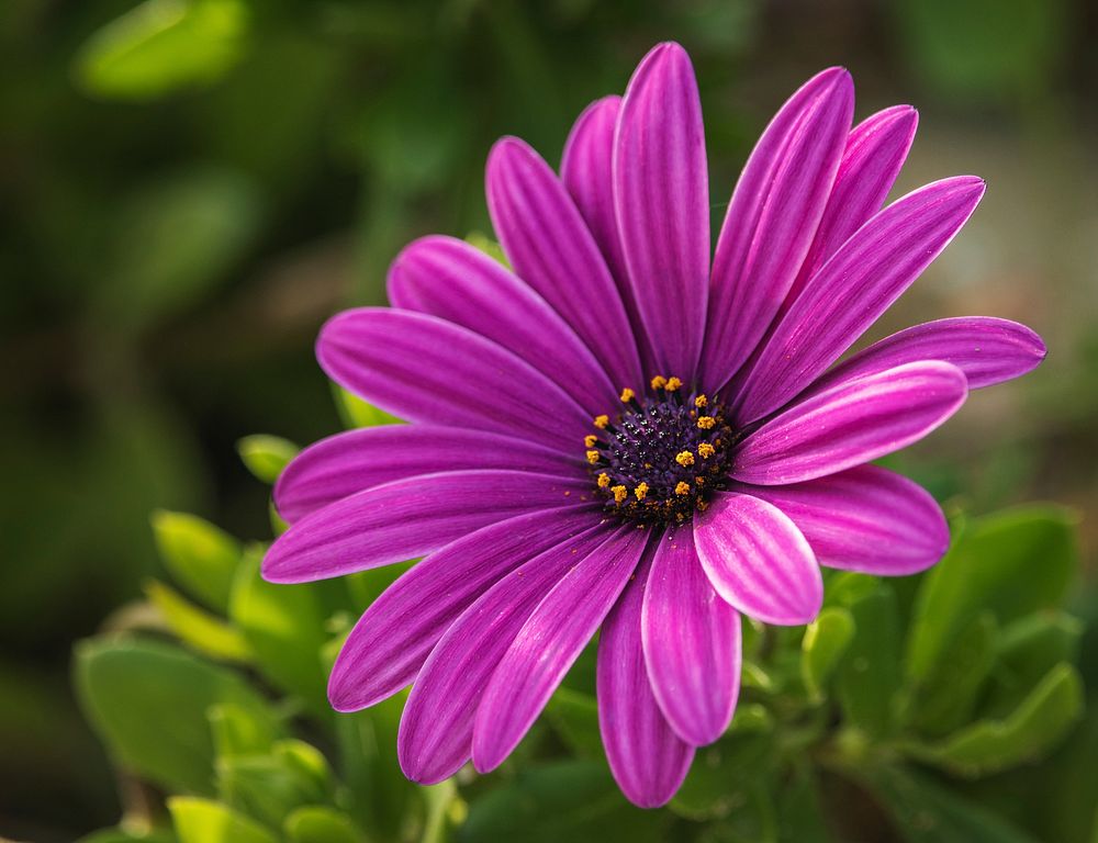 Free pink daisy image, public domain flower CC0 photo.