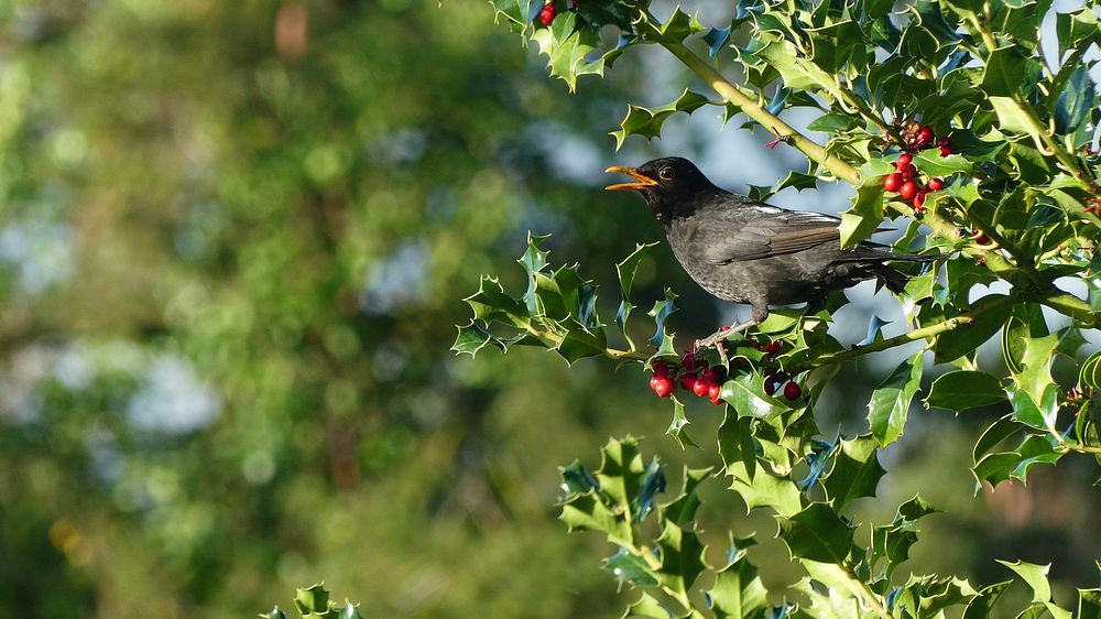 Free bird perching on berry branch image, public domain fruit CC0 photo.