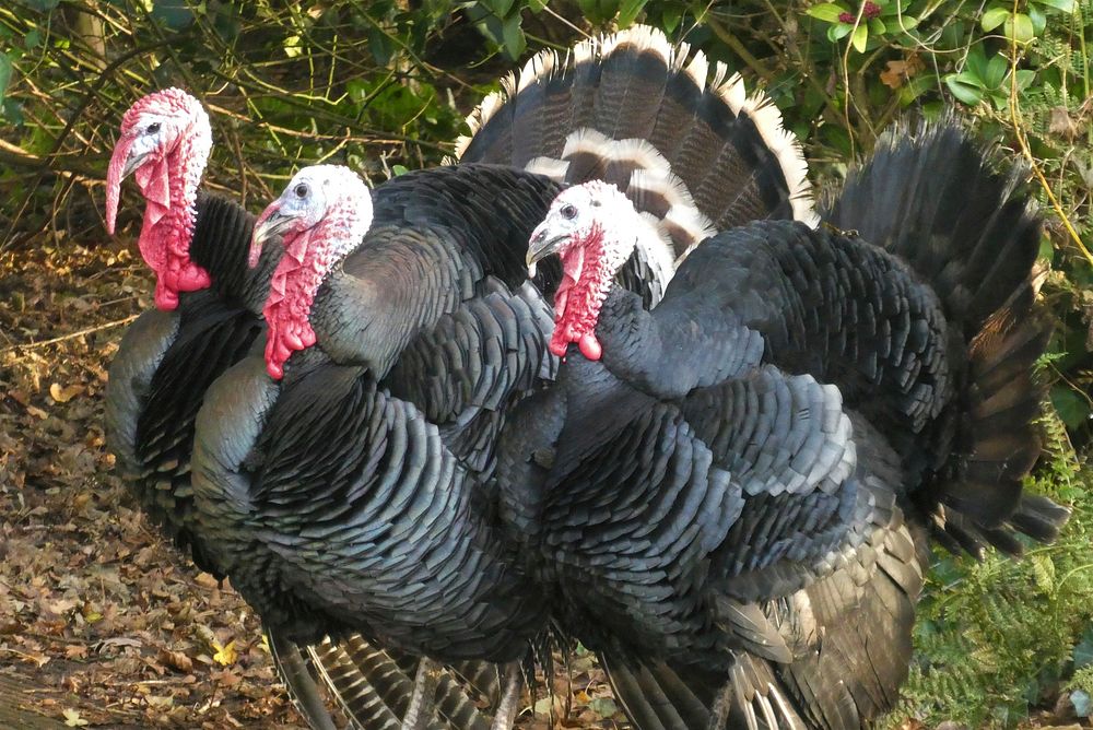 Free three turkeys image, public domain animal CC0 photo.