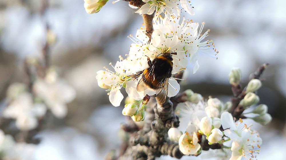 Free bumble bee on white flower image, public domain spring CC0 photo.