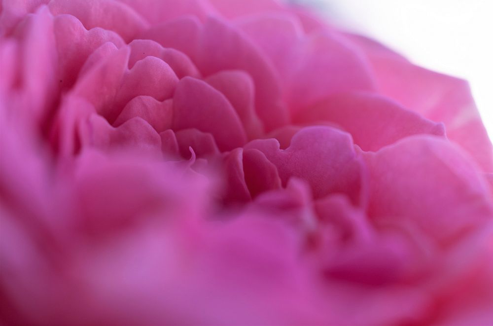 Free pink flower macro background image, public domain spring CC0 photo.