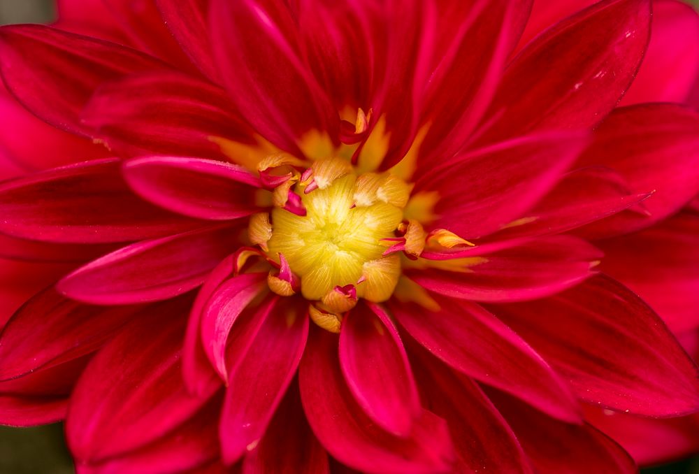Free red zinnia macro image, public domain flower CC0 photo.