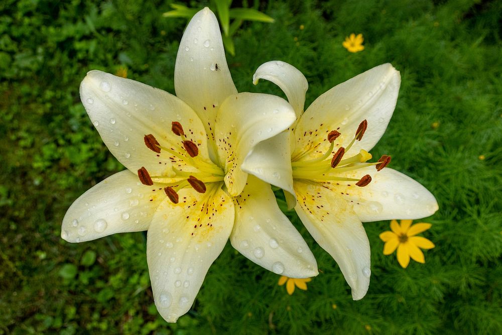 Free tiger lily  image, public domain flower CC0 photo.