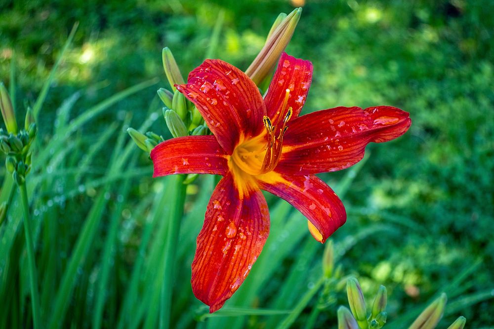 Free lily image, public domain flower CC0 photo.