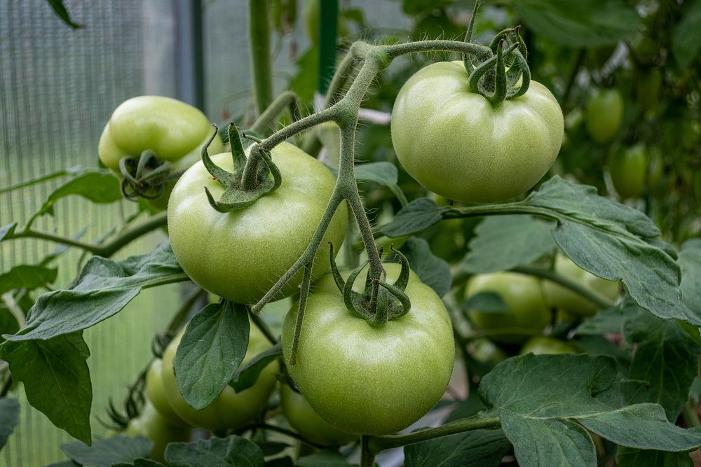 Free image of green unripe tomatoes on a stem, public domain CC0 photo.