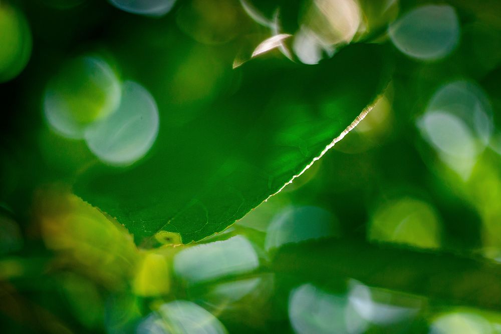 Free leaf bokeh closeup image, public domain botanical CC0 photo.