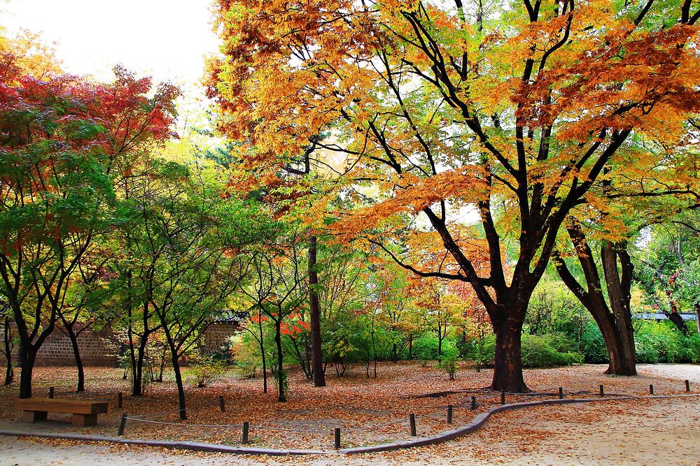 Free autumn forest photo, public domain nature CC0 image.