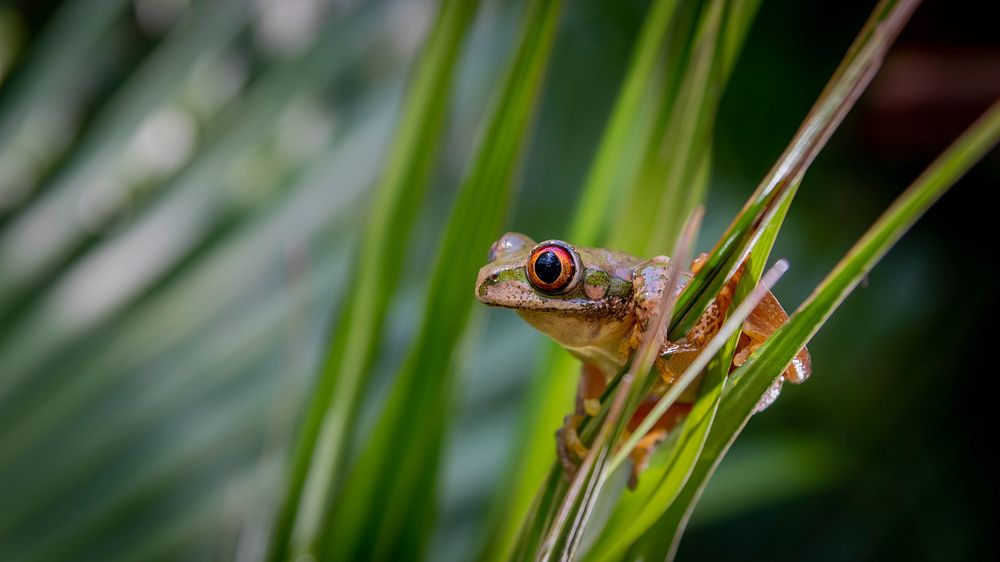 Free frog public domain CC0 photo.