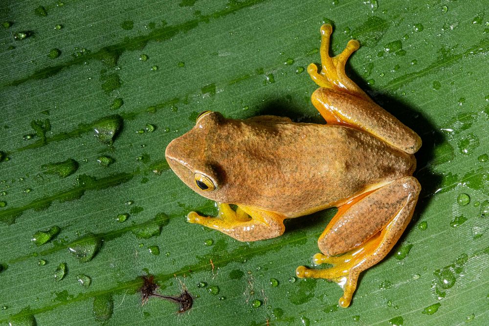 Free frog image, public domain animal CC0 photo.