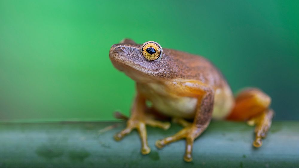Free frog image, public domain animal CC0 photo.