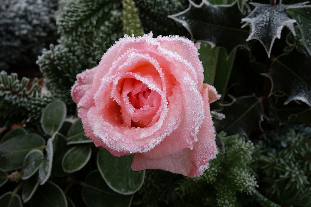 Free frost pink rose image, public domain flower CC0 photo.
