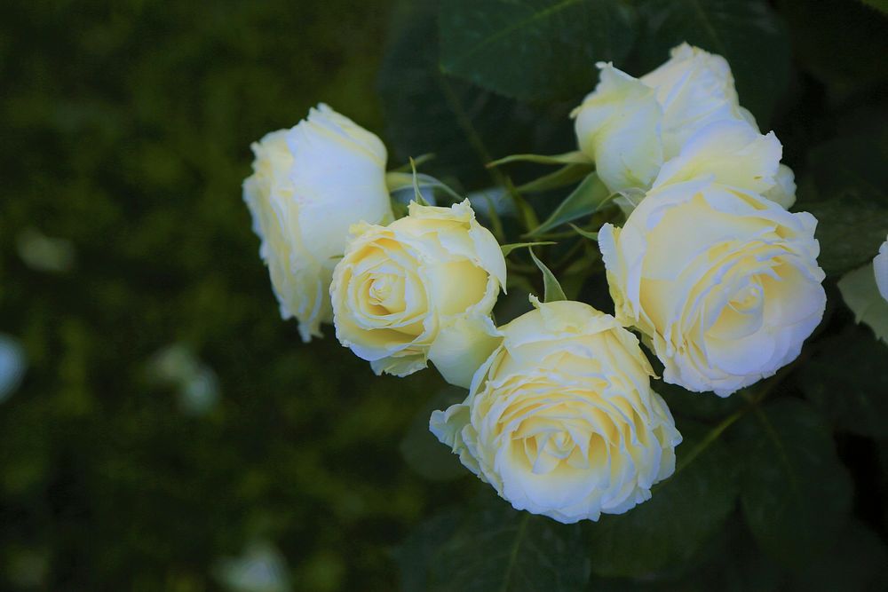 Free white rose image, public domain flower CC0 photo.