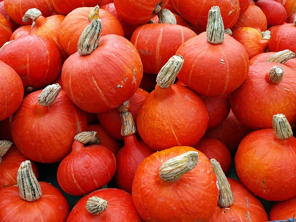 Free small orange pumpkin pile photo, public domain CC0 image.