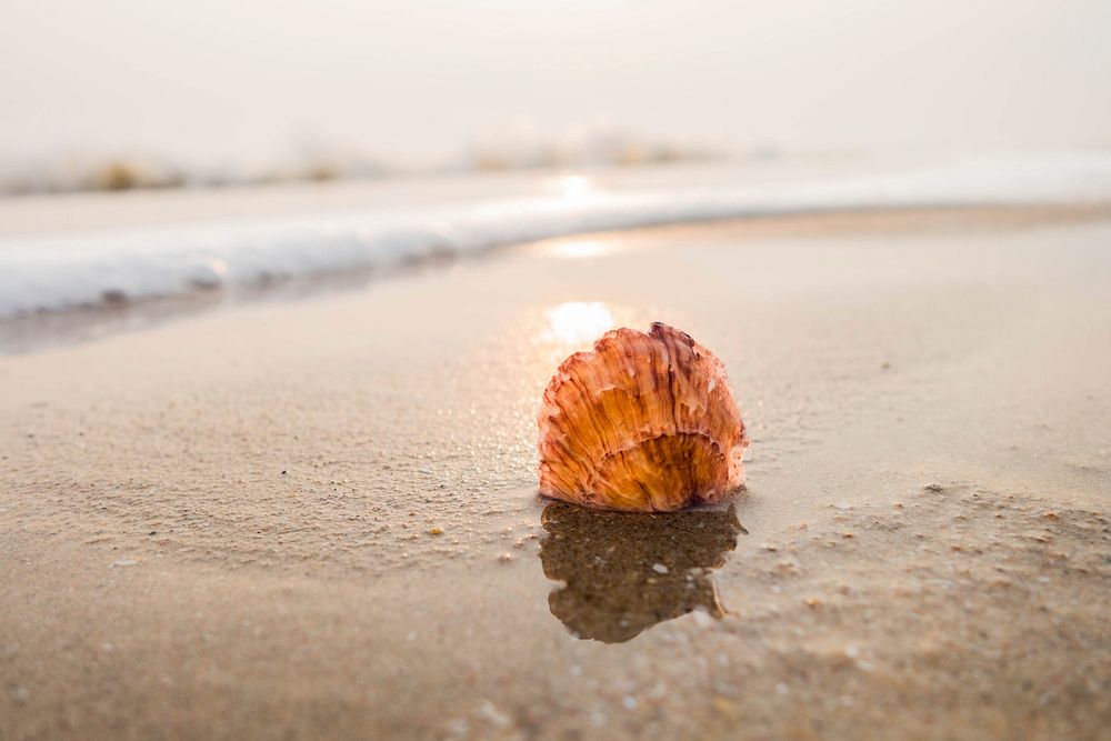Free seashell image, public domain beach CC0 photo.