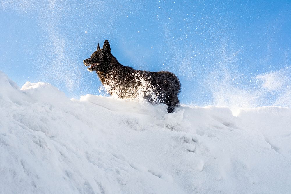 Free black dog running on snow image, public domain animal CC0 photo.
