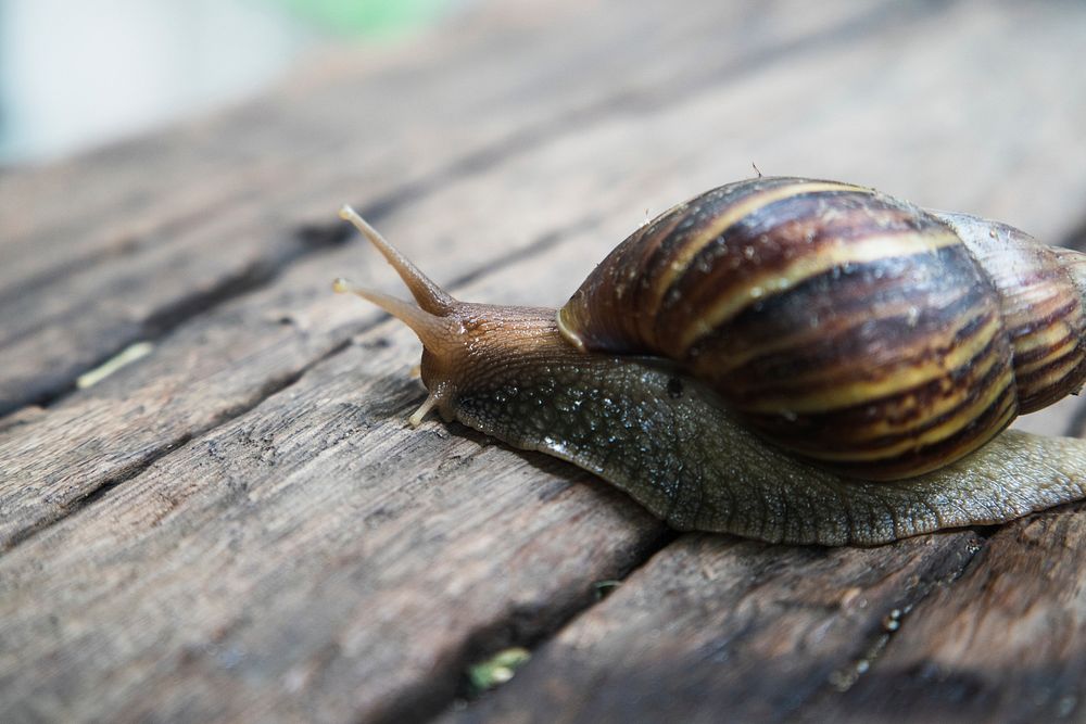 Free snail crawling on wood log photo, public domain animal CC0 image.