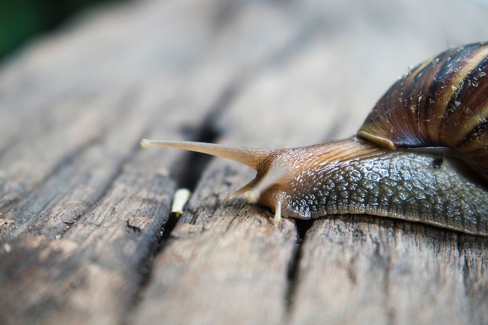 Close up snail on the log photo, free public domain CC0 image.