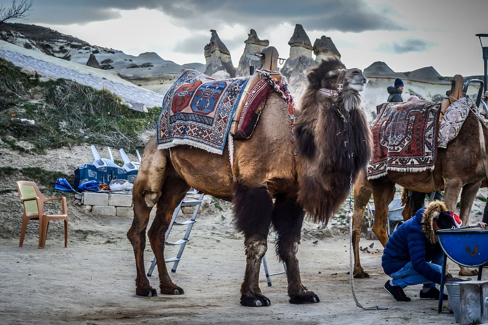 Camels, free public domain CC0 photo