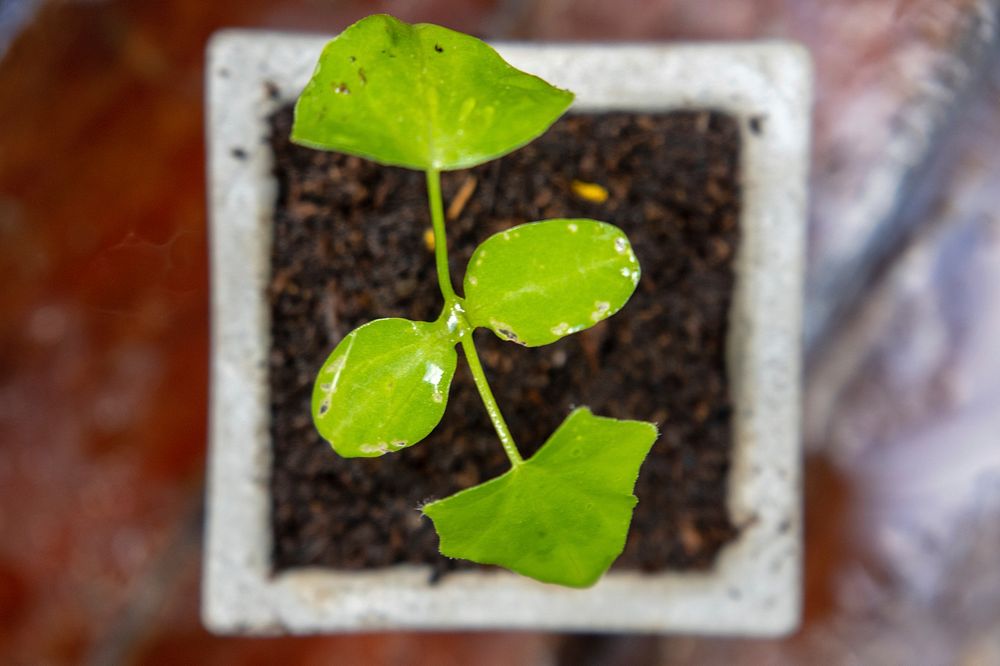 Free top view of planting, green, pot, soil public domain CC0 photo.