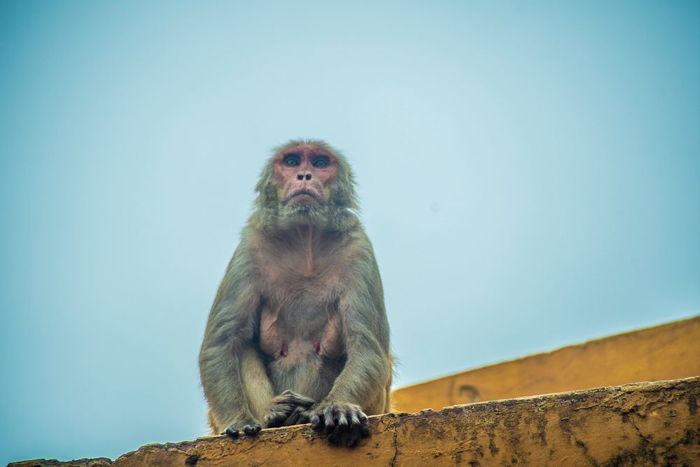 Free macaque monkey closeup image, public domain animal CC0 photo.