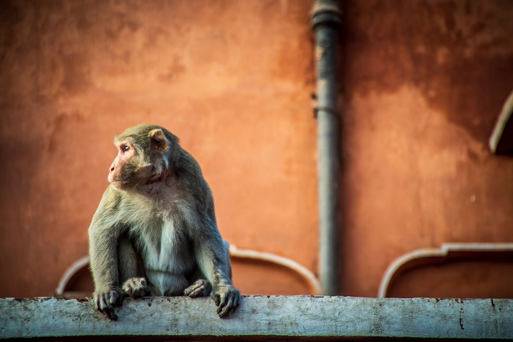 Free macaque monkey climbing on Hawa Mahal image, public domain animal CC0 photo.