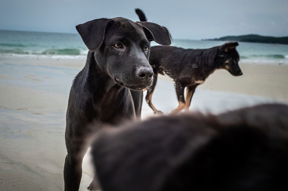 Free black labrador retriever dog running on beach image, public domain animal CC0 photo.