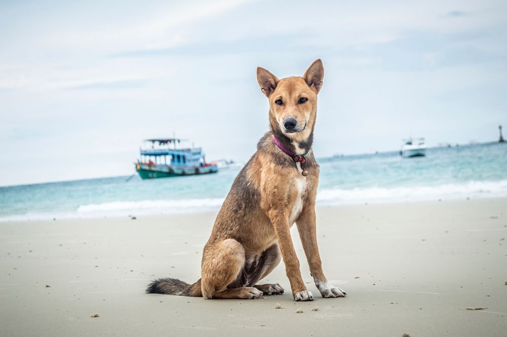 Free martingale dog by the beach image, public domain CC0 photo.
