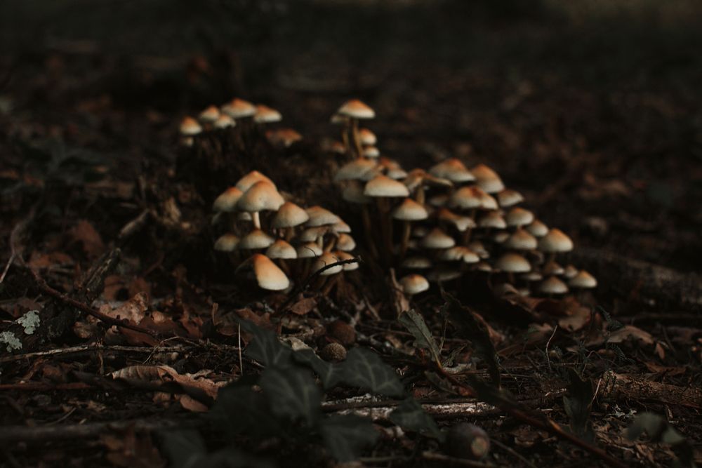 Free mushroom photo, public domain plant CC0 image.