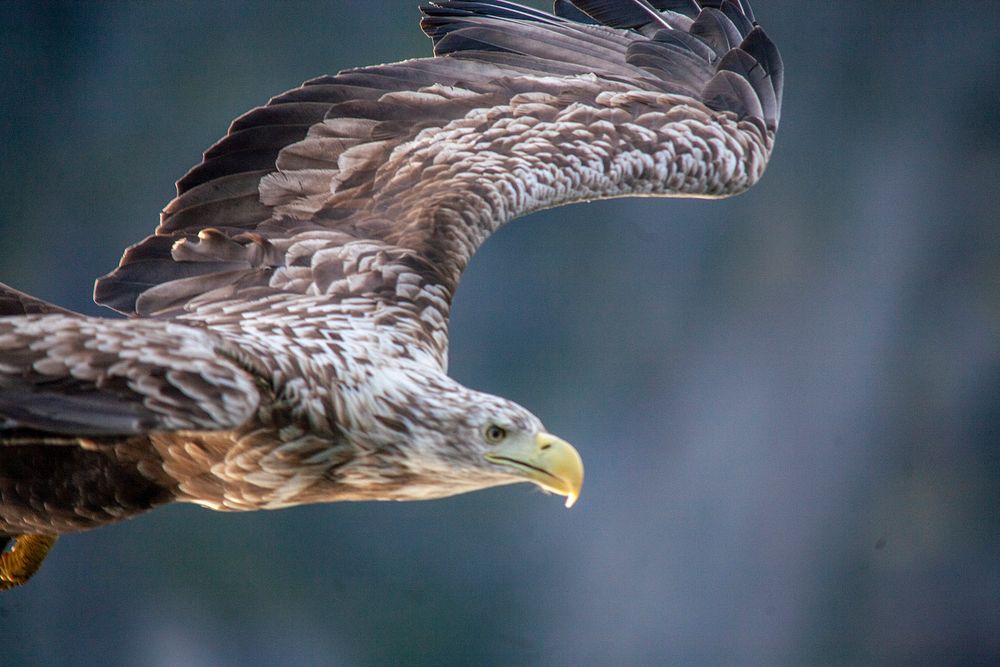 Free eagle flying head close up photo, public domain animal CC0 image.