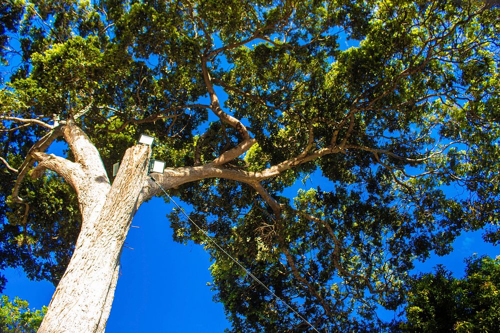 Tree from a low angle, free public domain CC0 photo