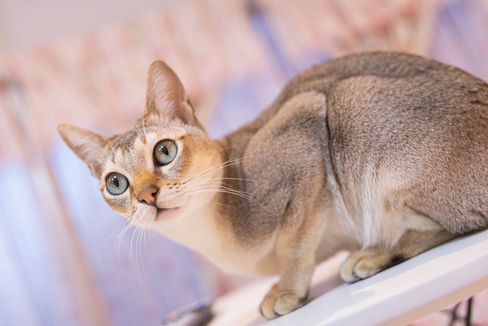 Free cute shorthair cat image, public domain CC0 photo.