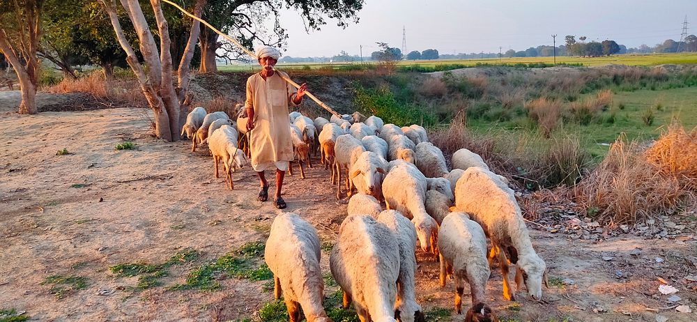 Old sheep herder, India - 03/18 2020