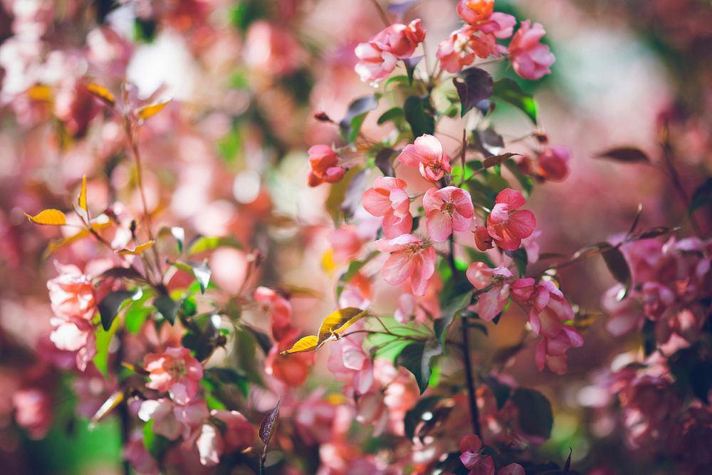 Free pink flower tree image, public domain nature CC0 photo.