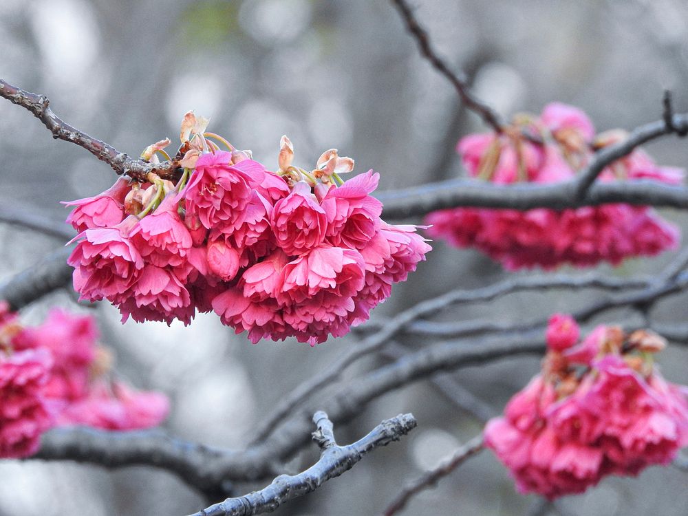 Free pink prunus image, public domain flower CC0 photo.